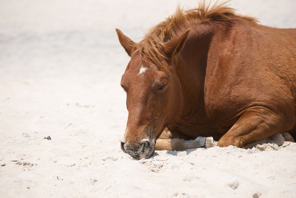 horse on the beach