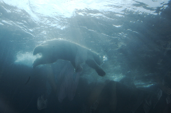 Polar Bears