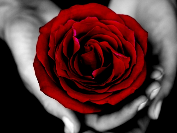 Red Rose