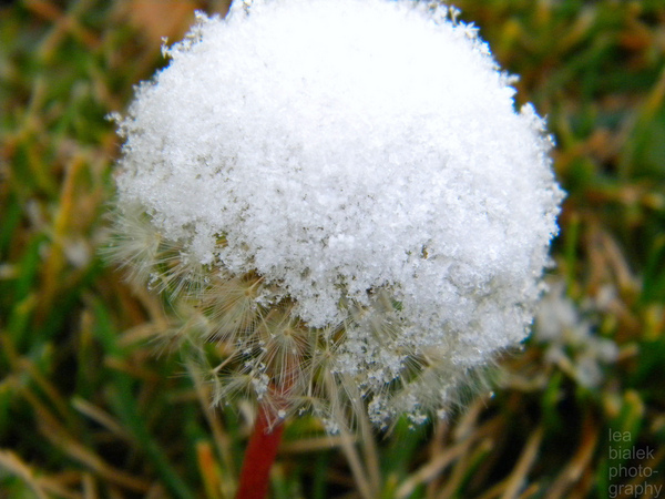 snow on a dandelion