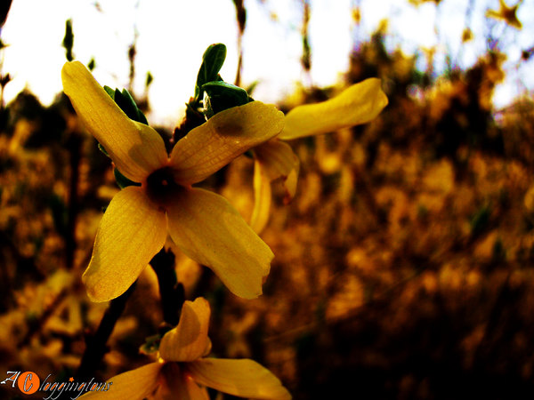 Glow of the Flower