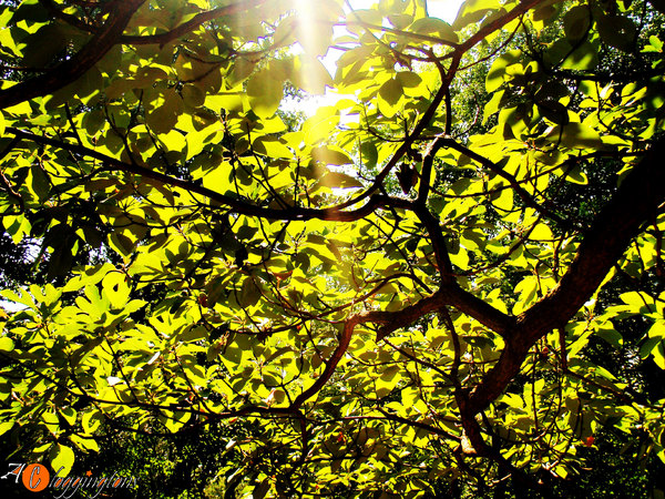 Sun Behind the Leaves