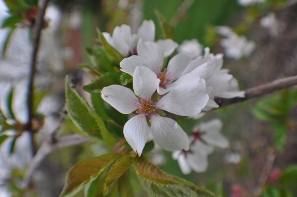 White Petals