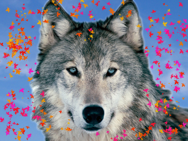 Colorful Wolf