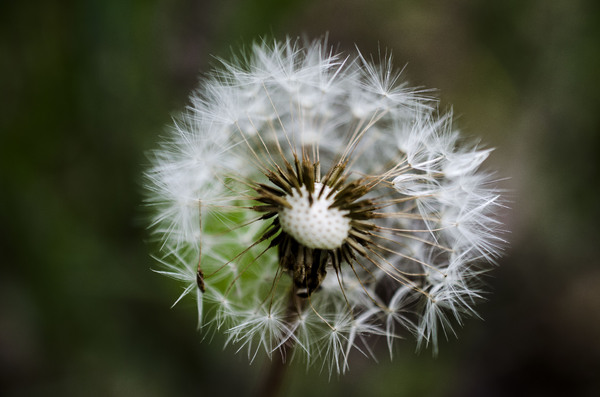 Dandelion