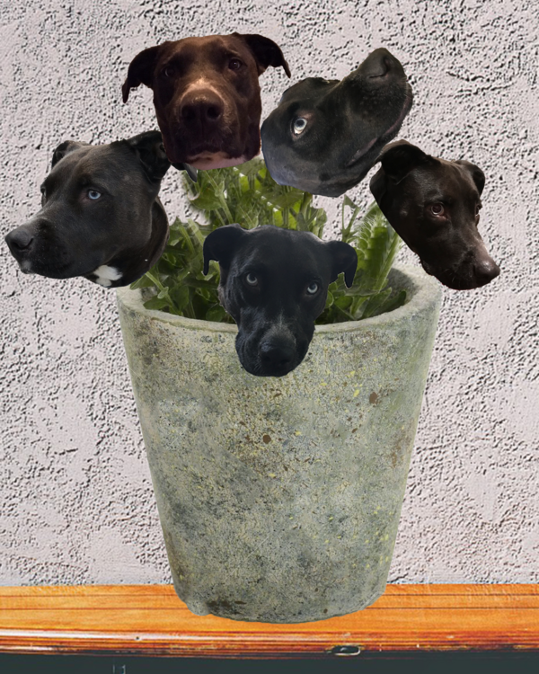 Dog Flowers