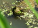 Cute lil Froggy