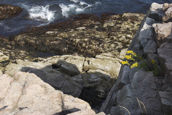 lonely yellow flowers