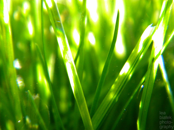 Grass