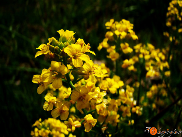 Golden Petals