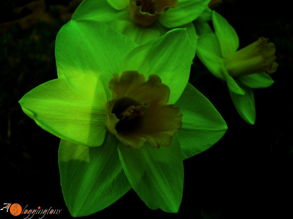 The Green Petals