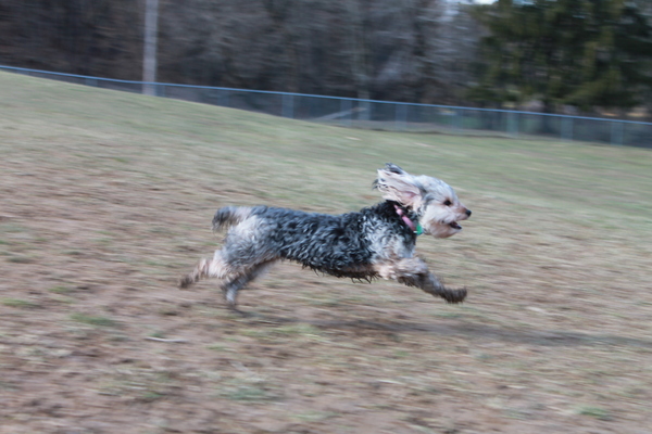 Running Dog