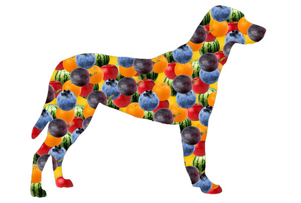 Fruit Dog