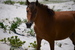 Horses of Assateague Island